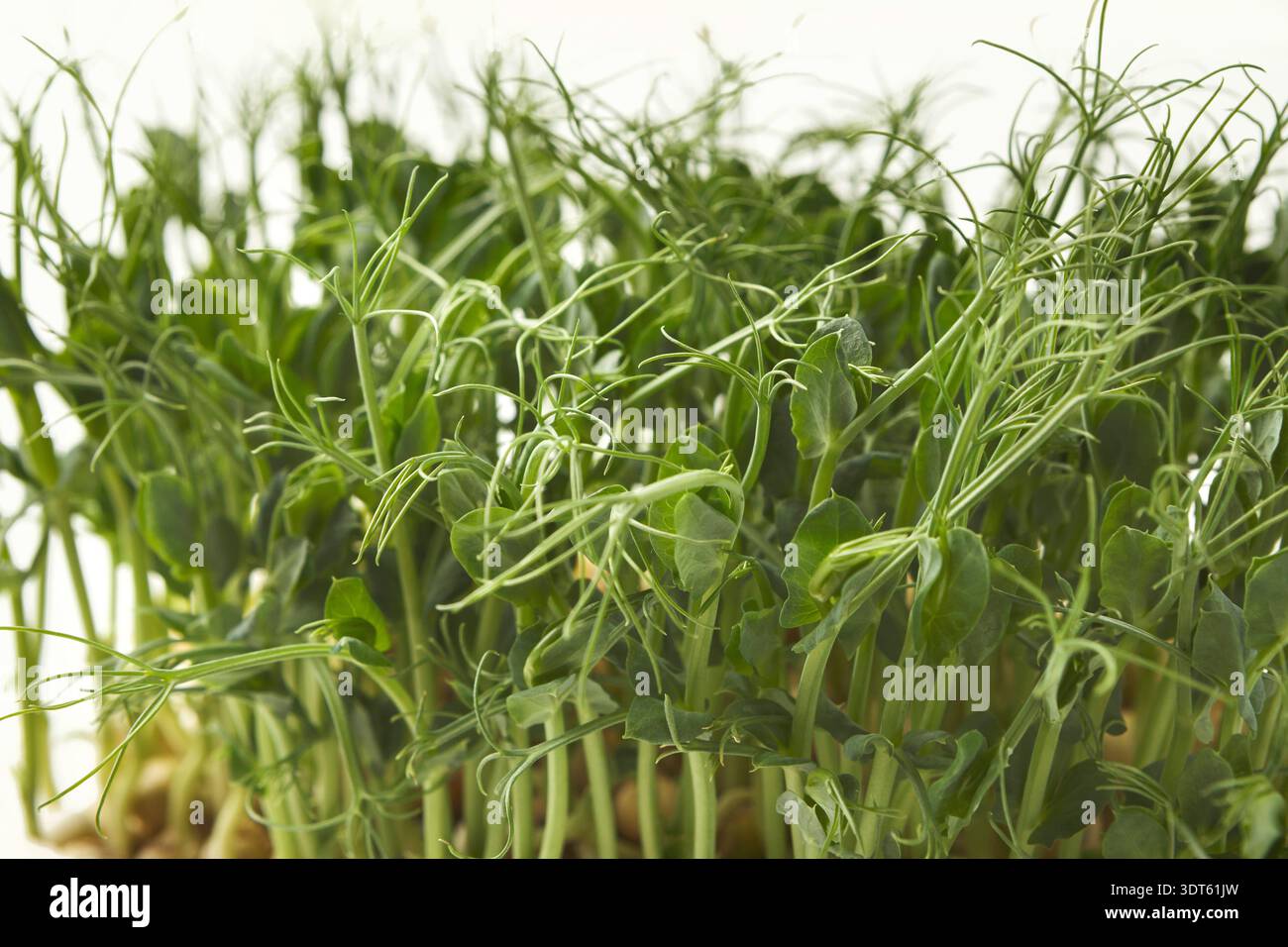 I germogli di pisello verde crescono in un mosaico di natura e freschezza in un giorno di sole in un giardino Foto Stock