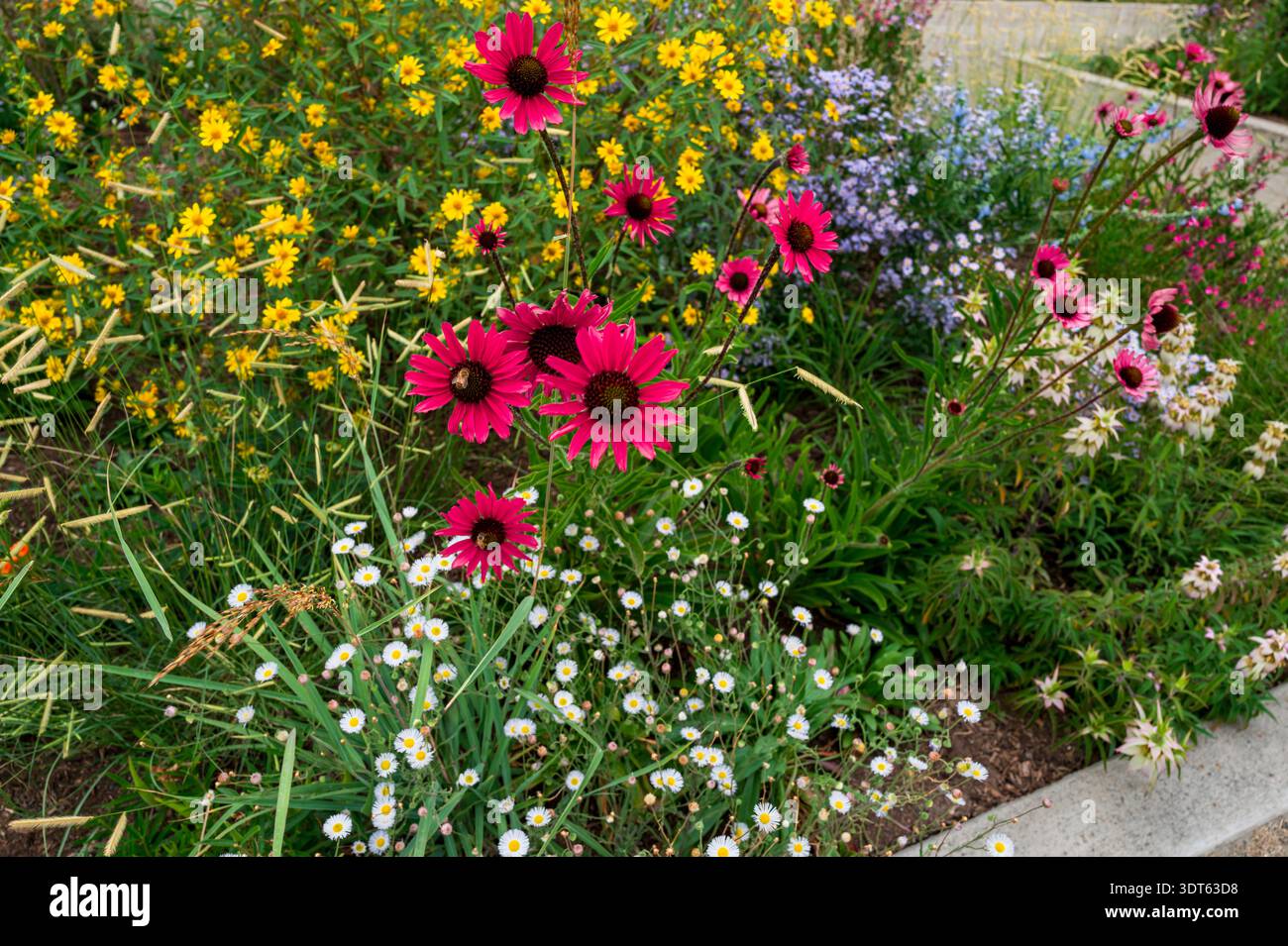 Un colorato giardino di fiori selvatici con piante tolleranti alla siccità, tra cui fiori di coda, aragoste viola, balsamo macchiato, Larkspur, erba grama blu e margherite. Foto Stock