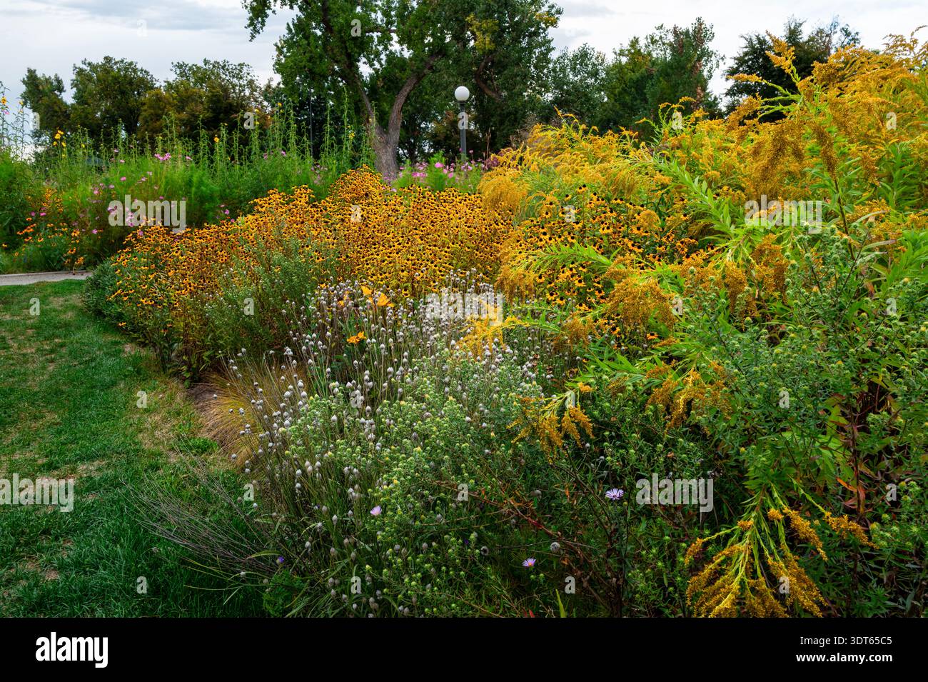 Un giardino pieno di fiori Brown Eyed Susan, piante Goldenrod, Cupid's Dart e altre vegetazione tollerante alla siccità al Washington Park di Denver, CO. Foto Stock