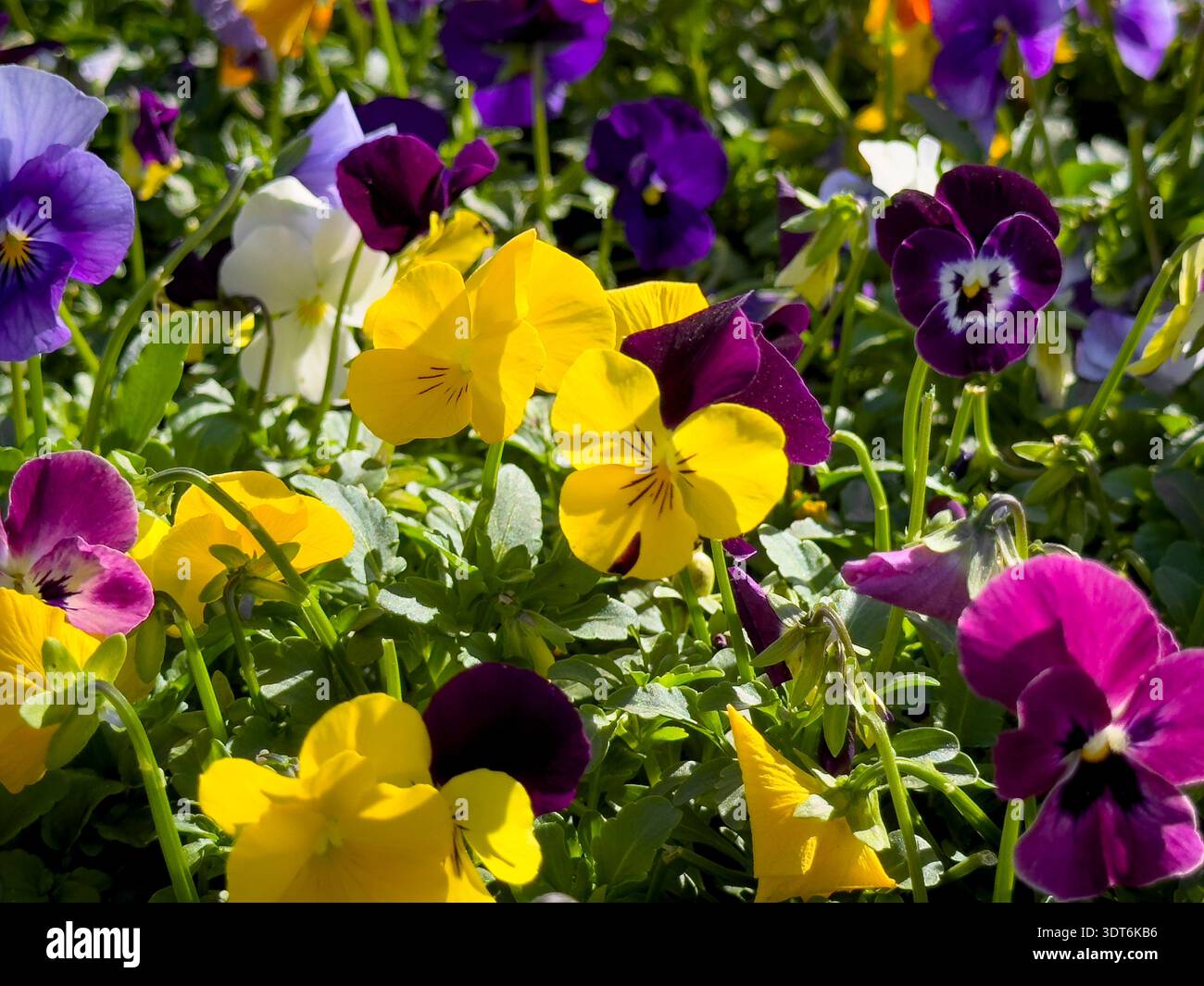 Una vista di diversi fiori viola. Foto Stock