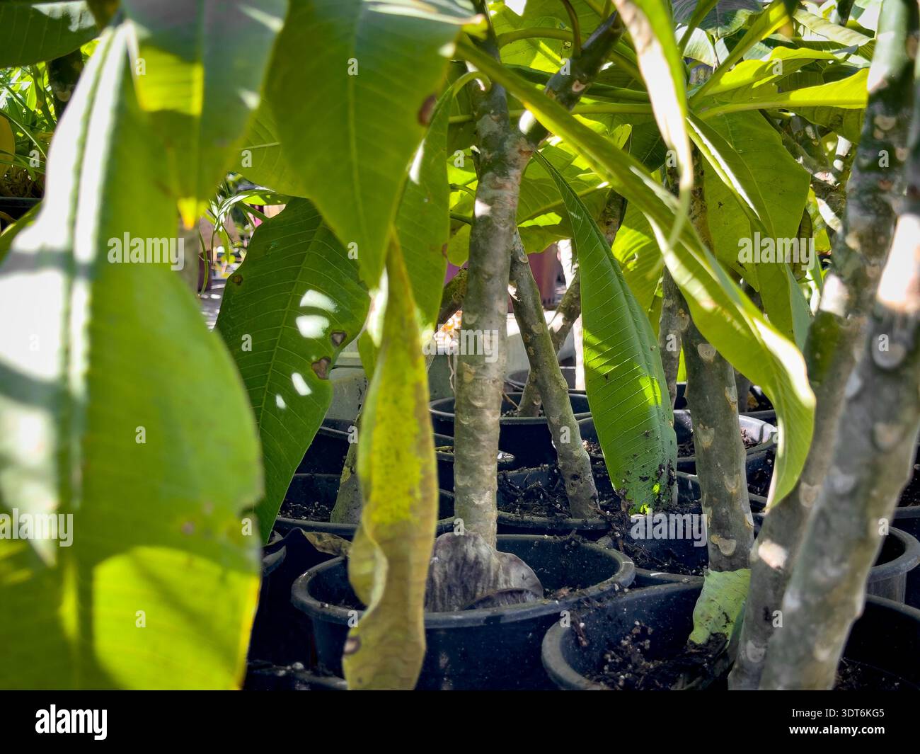 Una veduta di diverse piante di plumeria gialle in vaso, in mostra in un vivaio locale. Foto Stock
