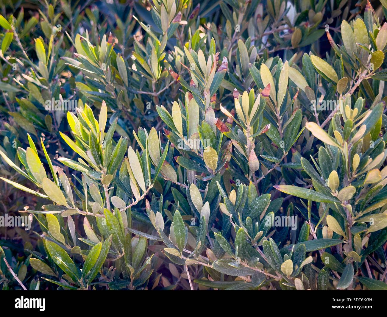 Vista delle foglie dall'olivo Wilsonii. Foto Stock