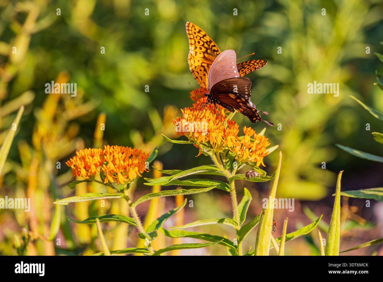 Due farfalle con intricati motivi alari poggiano su fiori di erba del latte di colore arancione brillante su un morbido sfondo verde. Foto Stock