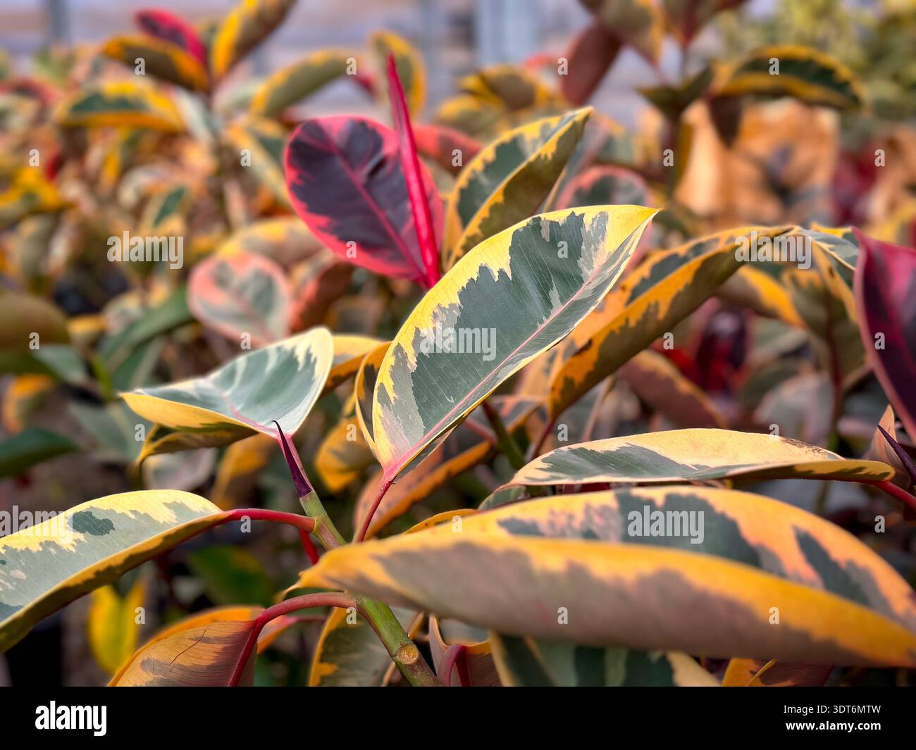 Una vista delle foglie della pianta del rubino Ficus elastica, in mostra in un vivaio locale. Foto Stock