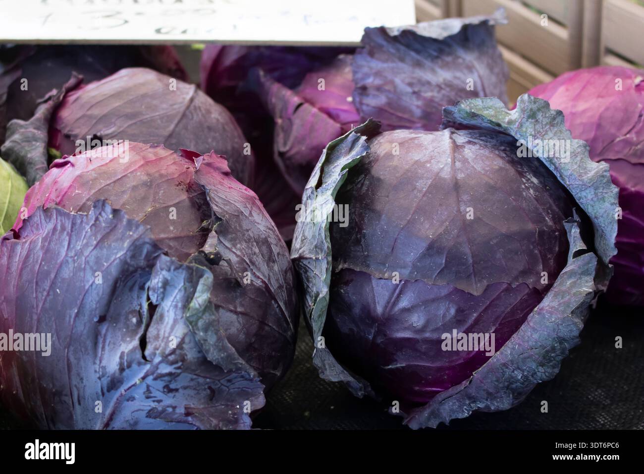 Una vista di diverse teste di cavolo viola. Foto Stock
