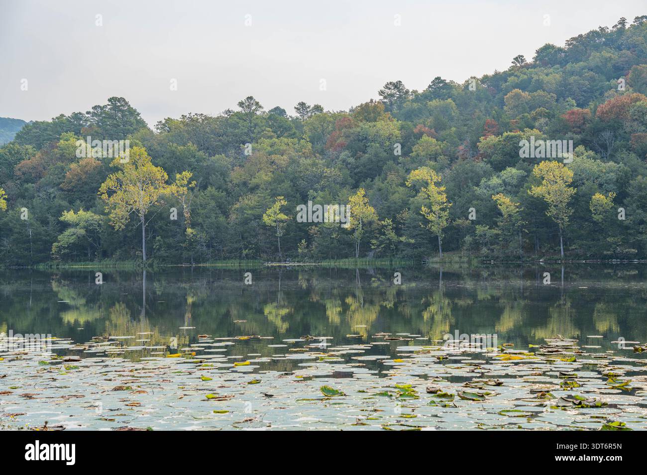 Il lago calmo rispecchia gli alberi autunnali con un fogliame vivace e gigli sparsi sulla sua superficie. Foto Stock