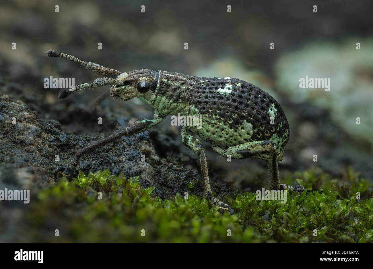 Profilo macro dettagliato di un weevil dal naso ampio e testurizzato verde (Episomus sp) in piedi su rocce muschiate bagnate nella Giava centrale, Indonesia Foto Stock