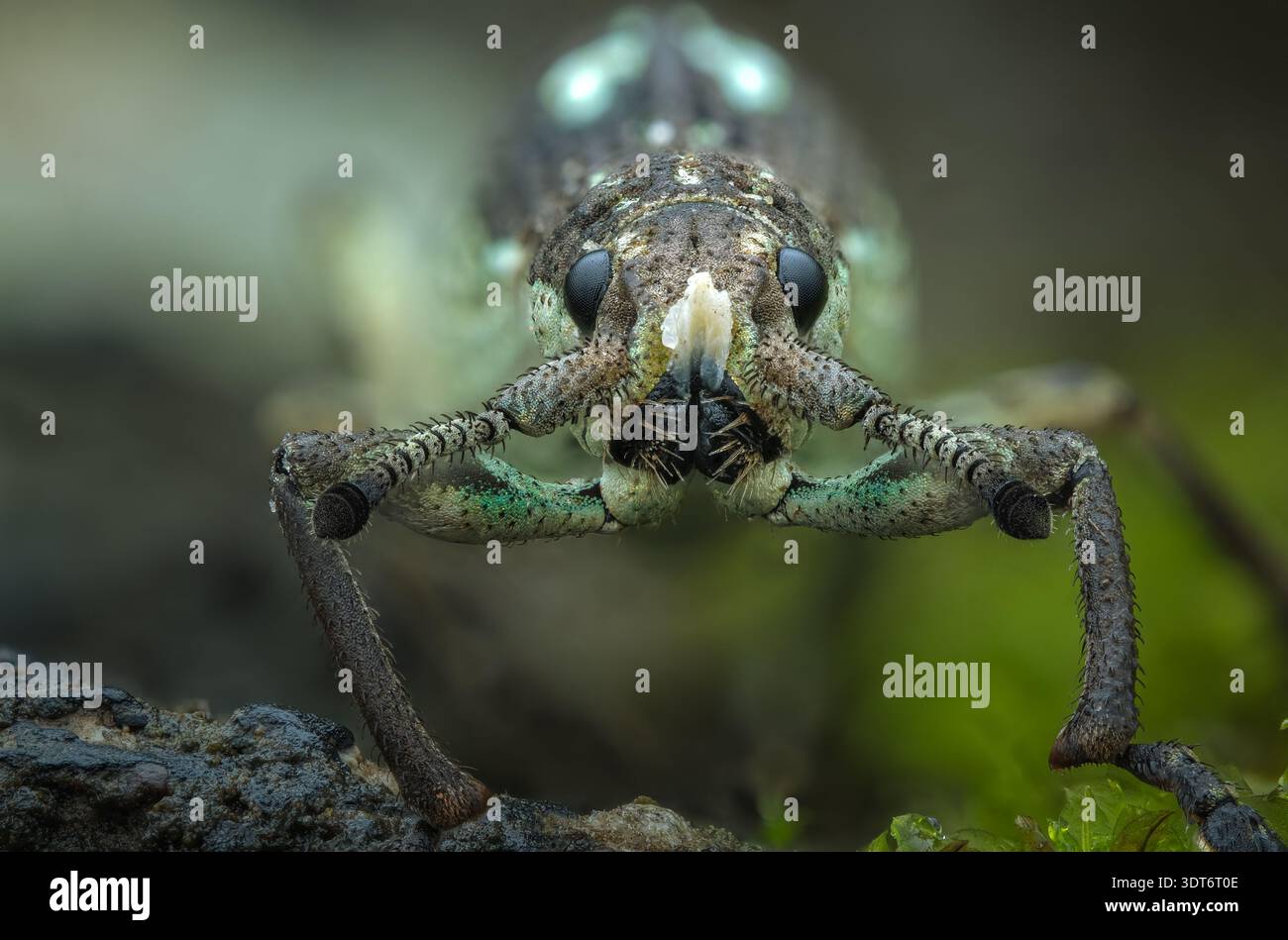 Profilo macro dettagliato di un weevil dal naso ampio e testurizzato verde (Episomus sp) in piedi su rocce muschiate bagnate nella Giava centrale, Indonesia Foto Stock