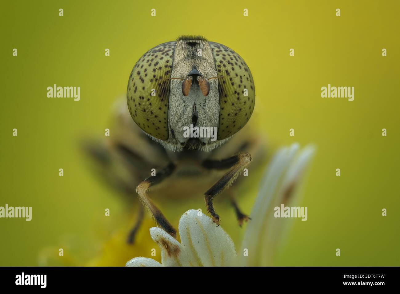 Ritratto estremo di dettaglio macro di un'hoverfly di Eristalinus con occhi composti macchiati appoggiati su un fiore bianco nella Giava centrale, Indonesia. Foto Stock