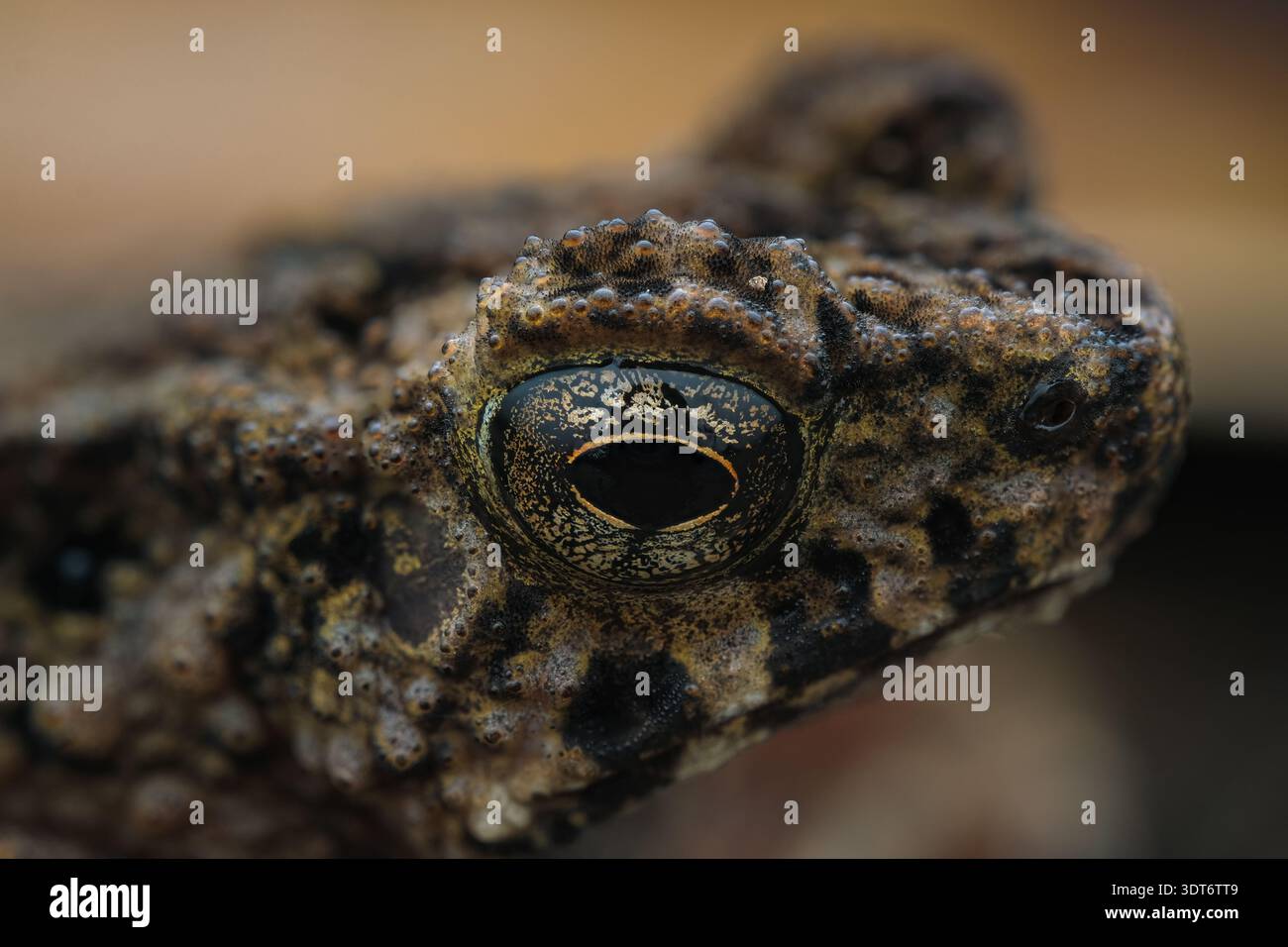 Dettagli macro estremi che evidenziano la pelle discreta, l'occhio impressionante e le gocce d'acqua di un rospo Leptophryne borbonica nella Giava centrale, Indonesia. Foto Stock