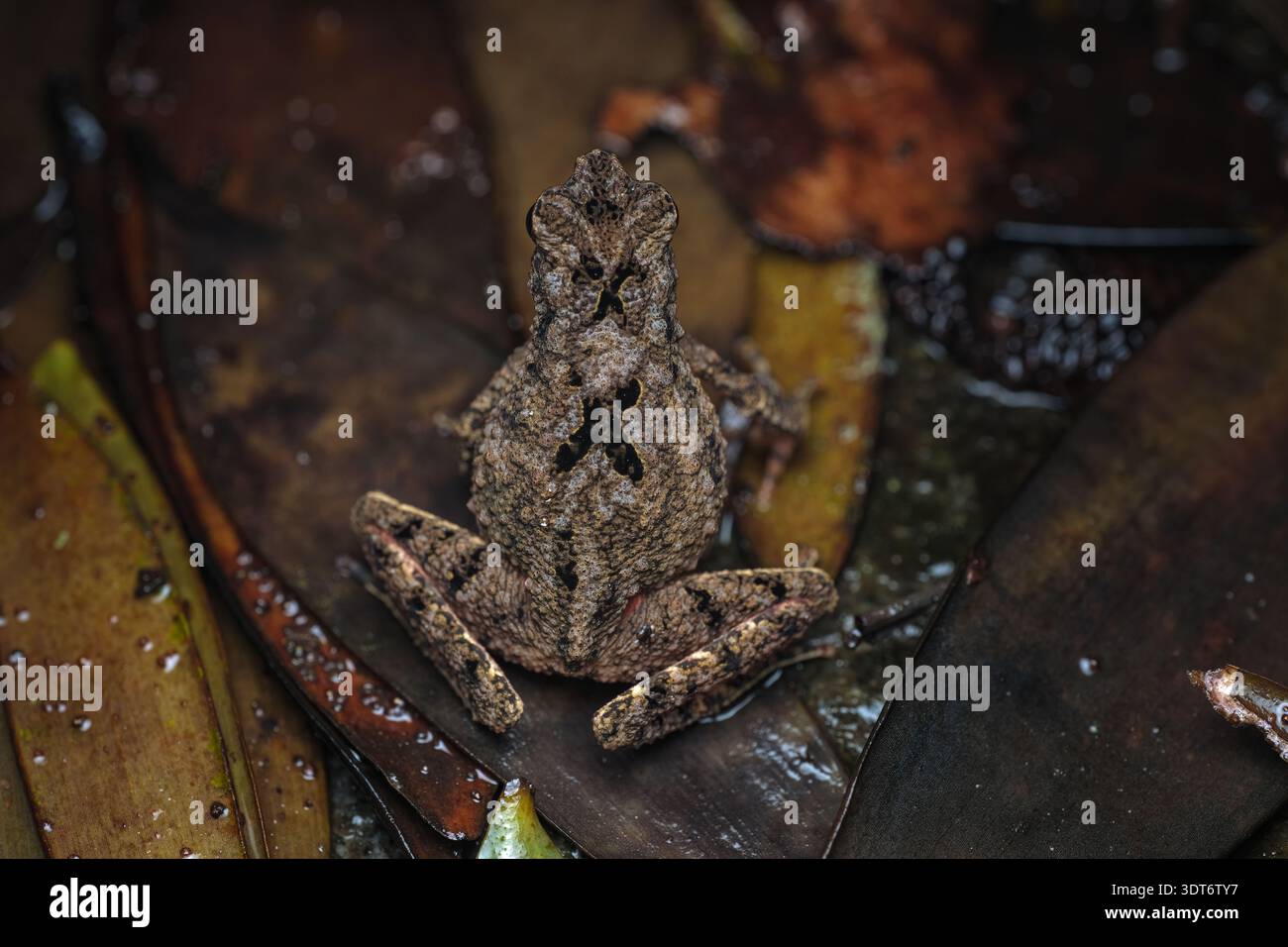 Dettagli macro estremi che evidenziano la pelle discreta, l'occhio impressionante e le gocce d'acqua di un rospo Leptophryne borbonica nella Giava centrale, Indonesia. Foto Stock