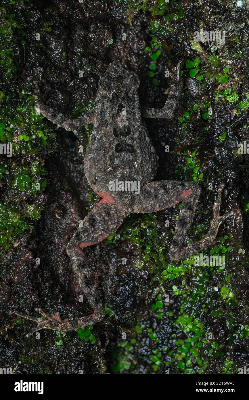 Dettagli macro estremi che evidenziano la pelle discreta, l'occhio impressionante e le gocce d'acqua di un rospo Leptophryne borbonica nella Giava centrale, Indonesia. Foto Stock