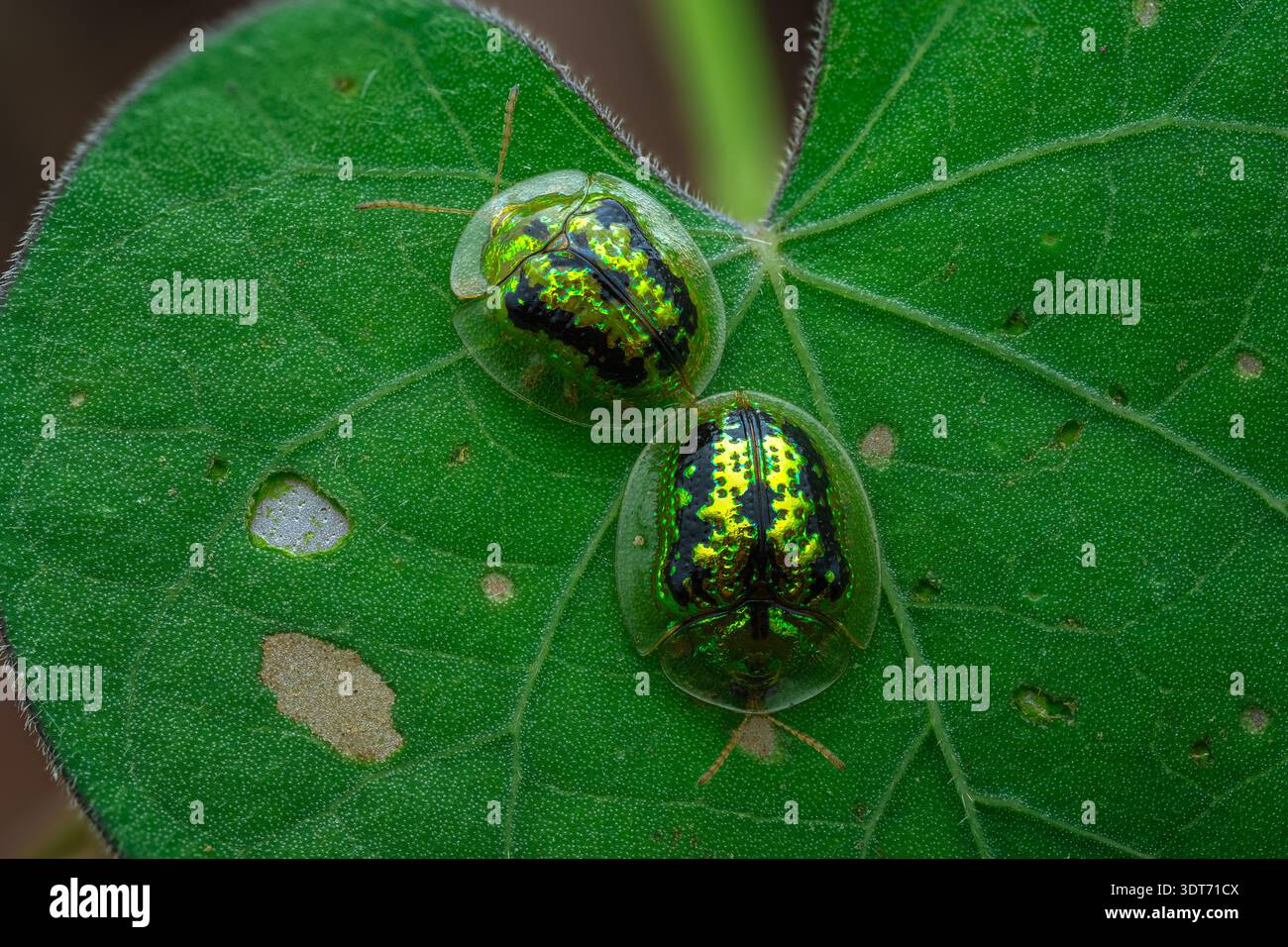 Extreme macro Detail vista dorsale di due coleotteri tartaruga Cassida che mostrano motivi verdi metallici su una foglia, Giava centrale-Indonesia. Foto Stock