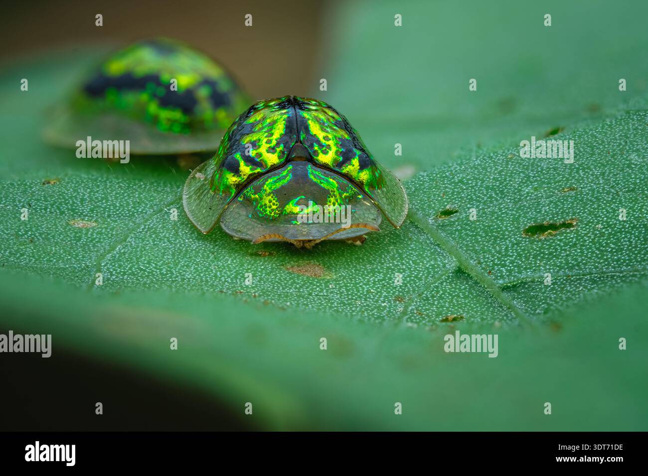 Dettagli macro estremi Vista frontale di uno scarabeo verde metallico di Cassida circumdata tartaruga nascosto sotto la sua scocca traslucida, Giava centrale-Indonesia. Foto Stock