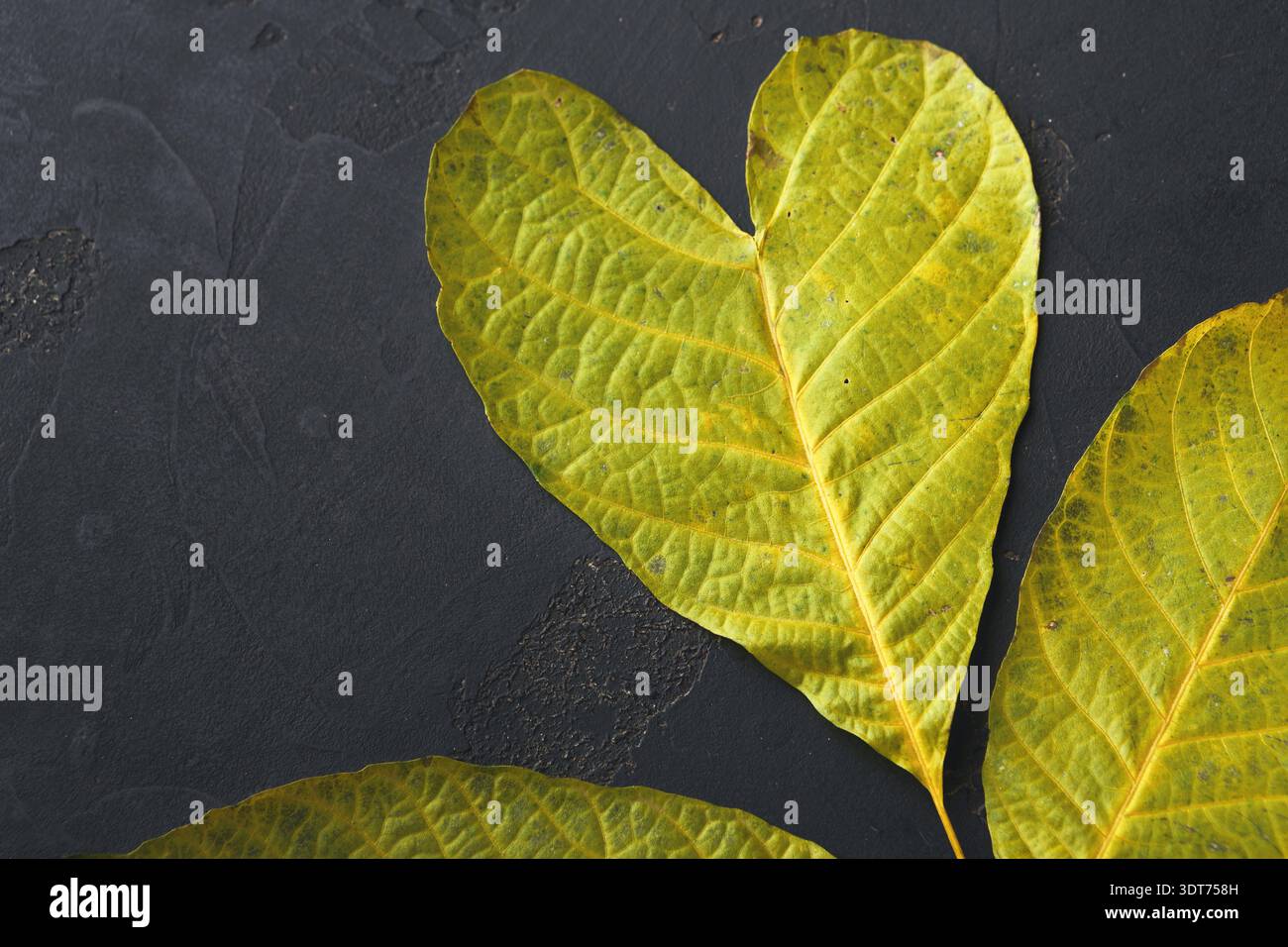 Collezione di foglie verdi grandi disposte a forma di cuore su superficie nera Foto Stock