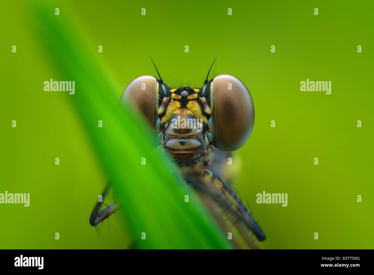 Estrema macro dettaglio del volto ritratto di una damigella di Rhinocypha gioiello che mette in risalto occhi composti giganti e zampe appuntite, Giava centrale, Indonesia. Foto Stock