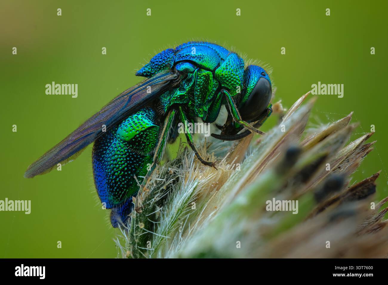 Profilo laterale macro estremo di una vespa a cucù con gioiello verde metallico (Chrysididae) che mostra esoscheletro di armatura snocciolata, Giava centrale-Indonesia. Foto Stock