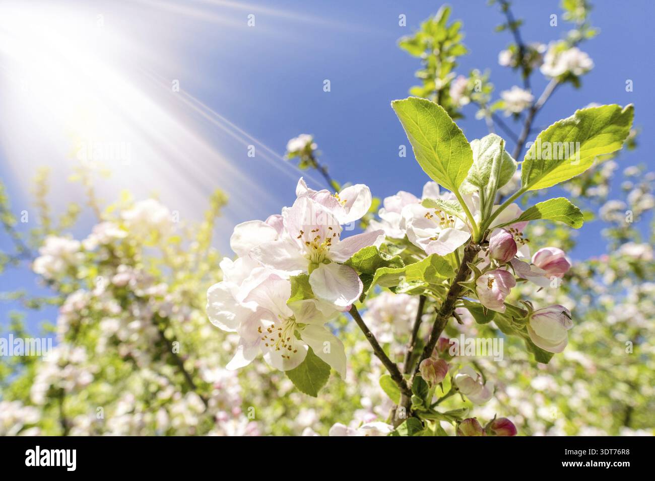 Mela in fiore con la luce del sole. Stagione primaverile Foto Stock