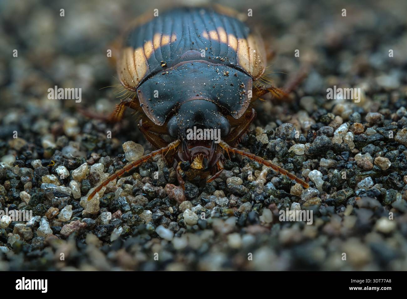 Dettagli macro estremi raffigurano uno scarabeo macinato di ciclosomo ricoperto di grani di sabbia che mette in risalto le sue bocche, Giava centrale, Indonesia. Foto Stock
