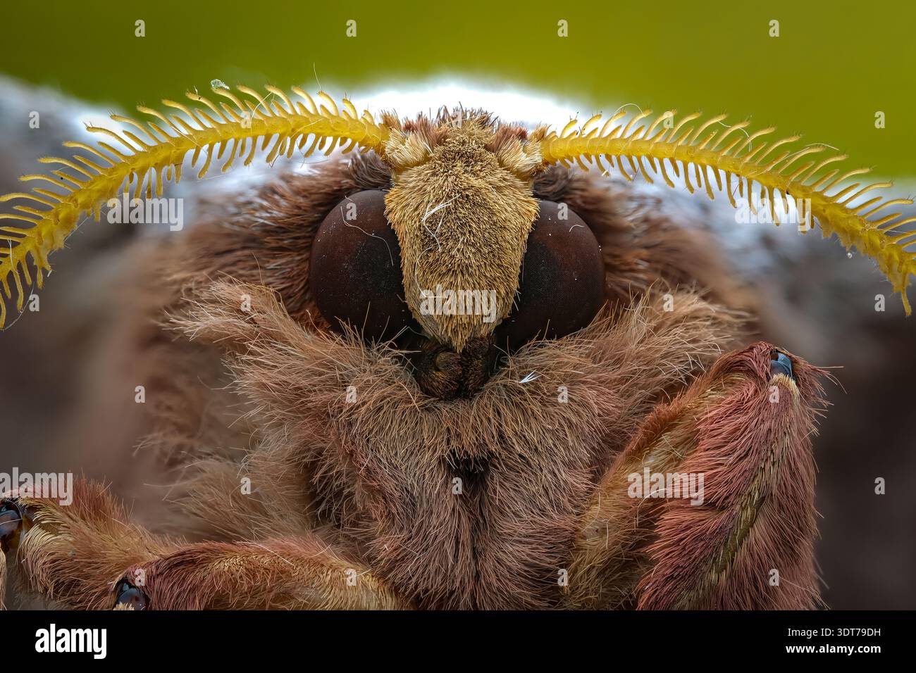 Ritratto macro estremo di una falena di seta pelosa (Bombycidae) che mette in evidenza le vivaci antenne di piume gialle nella Giava centrale, Indonesia. Foto Stock
