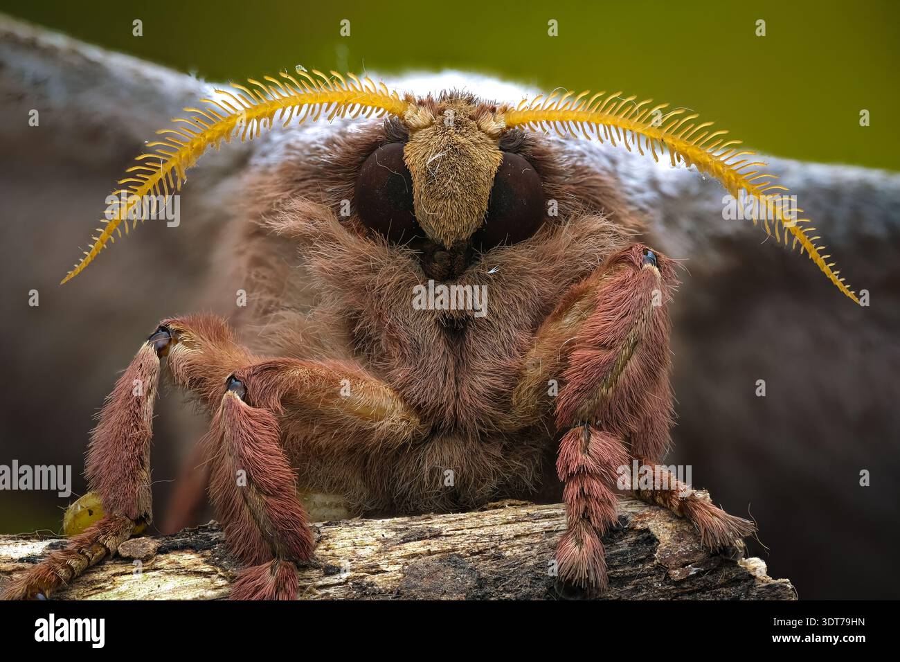 Ritratto macro estremo di una falena di seta pelosa (Bombycidae) che mette in evidenza le vivaci antenne di piume gialle nella Giava centrale, Indonesia. Foto Stock