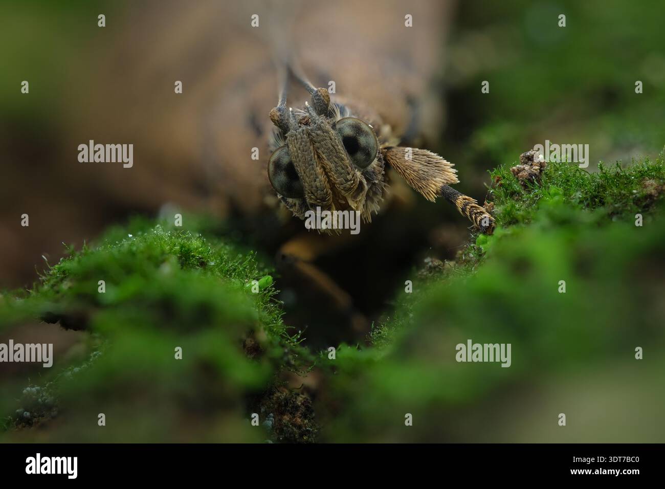 Ritratto estremo del macro volto di una falena pelosa di Eugoa basipuncta che mostra occhi composti dettagliati e palme pelosi nella Giava centrale, Indonesia. Foto Stock
