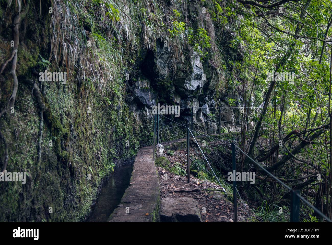Sentiero per il canale di irrigazione Mossy Levada do Caldeirao Verde PR9, guide corrimano che camminano oltre la pietra bagnata e l'erba nei boschi di alloro a Madeira, Portogallo Foto Stock