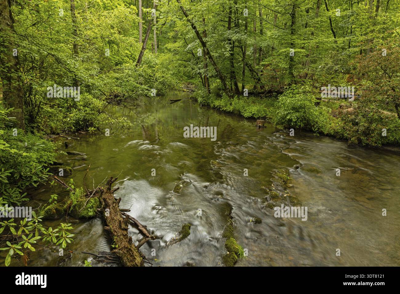 Abrams Creek vicino a Cades Cove nel Parco Nazionale delle Great Smoky Mountains Foto Stock