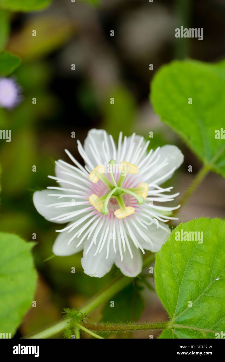 Vite medicinale di passione selvatica - dettaglio passiflora foetida Foto Stock