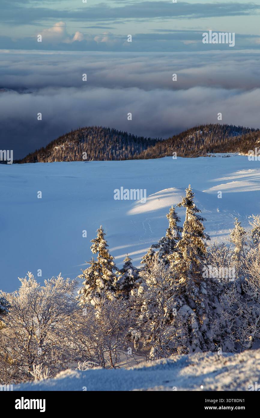 Sentiero nella foresta innevata di colore blu con rami smerigliati a strapiombo Foto Stock