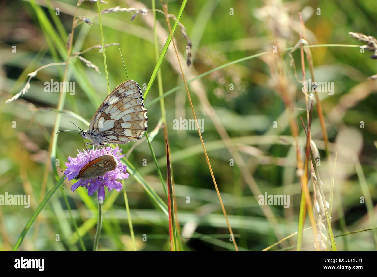 Melanargia galathea, il bianco marmorizzato, è una farfalla di medie dimensioni della famiglia Nymphalidae su fiore. Foto Stock