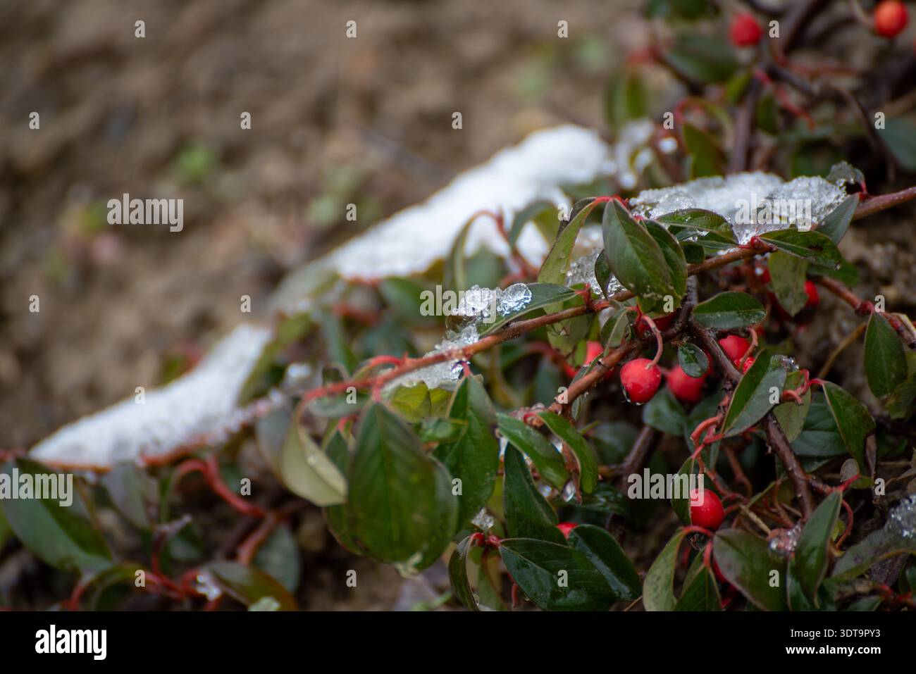 Bacche invernali rosse con ghiaccio fuso all'inizio della primavera Foto Stock