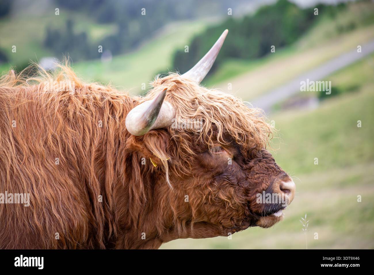 Ritratto dettagliato del bestiame delle Highlands che mostra pellicce testurizzate e un impressionante corno curvo. Foto Stock