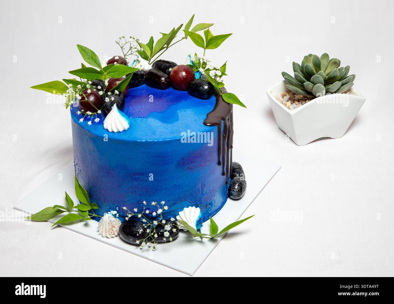 Moderna torta blu con crema di burro decorata con gocce di cioccolato, frutta fresca, vegetazione e pietre, seduta accanto a una succulenta vaschetta su un backgroun bianco Foto Stock