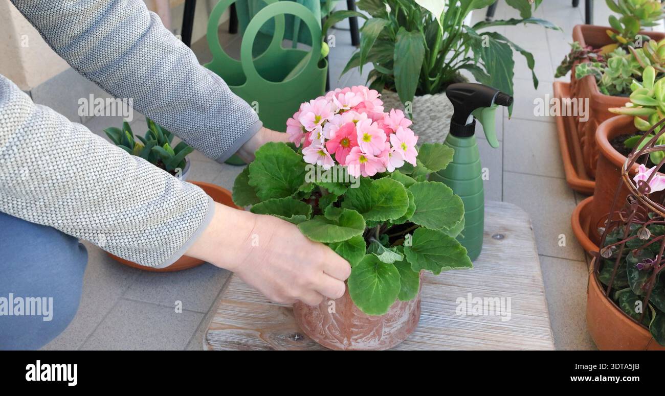 Le donne si preoccupano dei fiori in vaso sul balcone, spruzzandoli d'acqua nelle giornate di sole. Attrezzi da giardinaggio. Cura della natura e delle piante. Foto Stock
