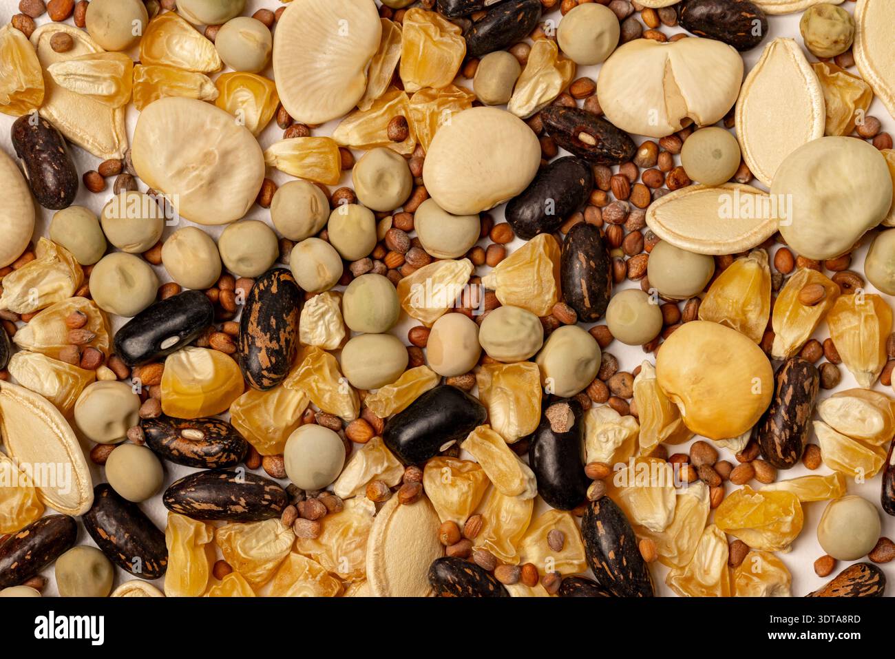 Semi di ortaggi assortiti isolati su fondo bianco. Orticoltura, pianificazione del giardino e concetto di risparmio dei semi. Foto Stock