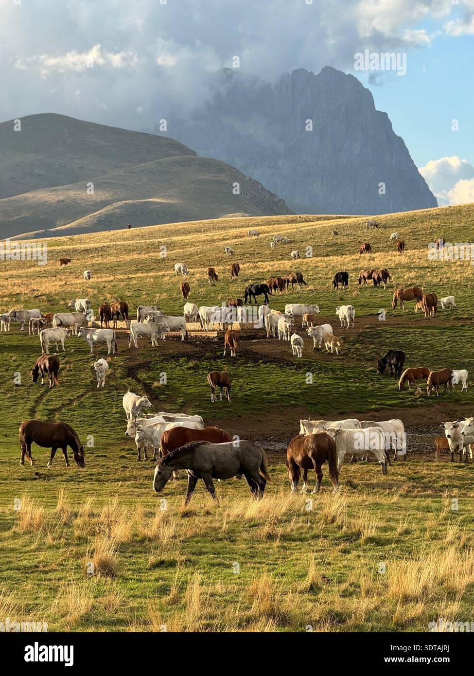 Mandria di mucche e cavalli pascolano su pascoli alpini con montagne spettacolari e nuvole sullo sfondo, Parco Nazionale del Gran Sasso, Abruzzo, Italia. - Immagine stock catturata con smartphone