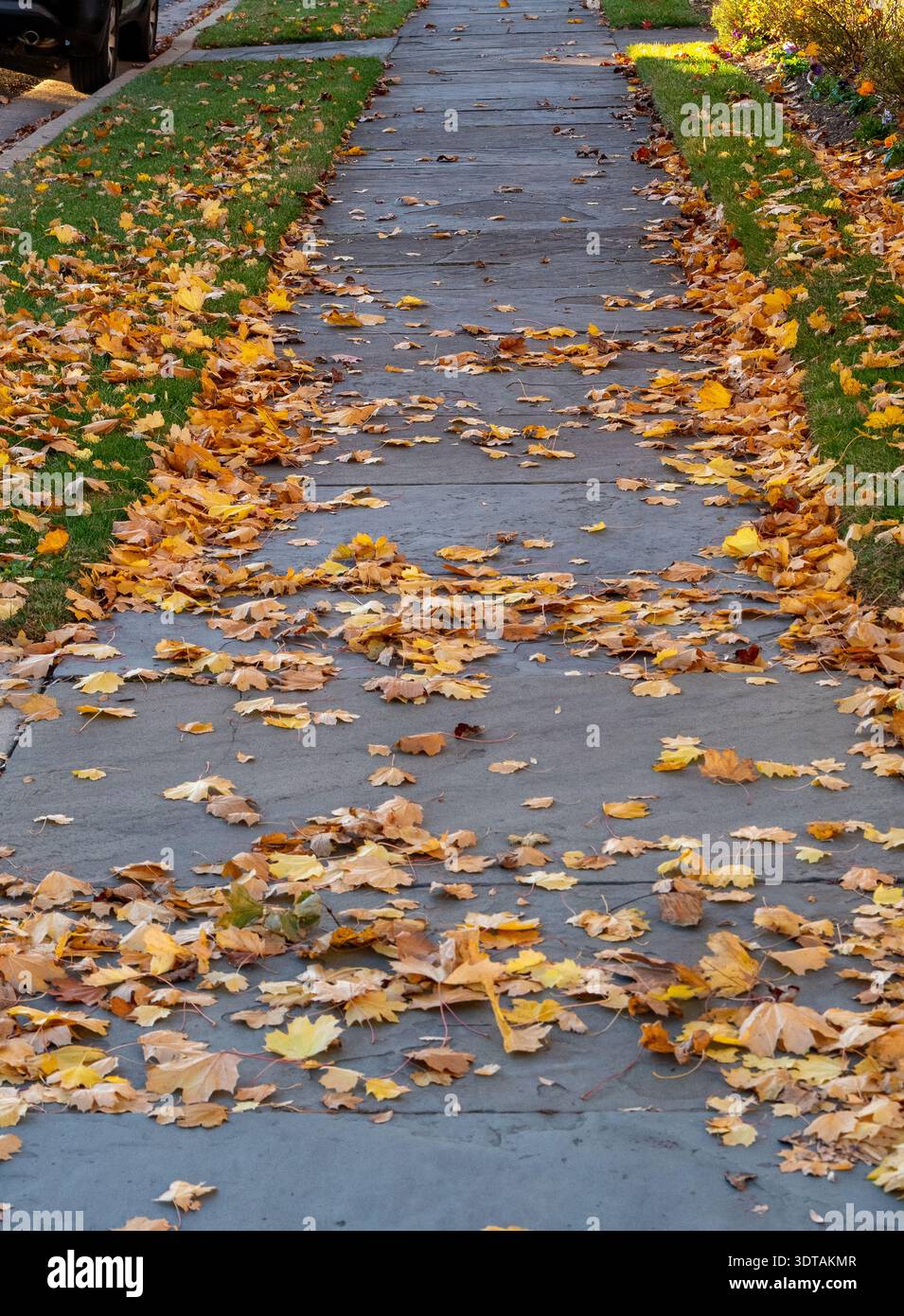 Le foglie d'autunno arancioni e gialle coprono un marciapiede grigio fiancheggiato da erba verde. Le foglie creano un contrasto colorato rispetto al percorso in cemento. Foto Stock