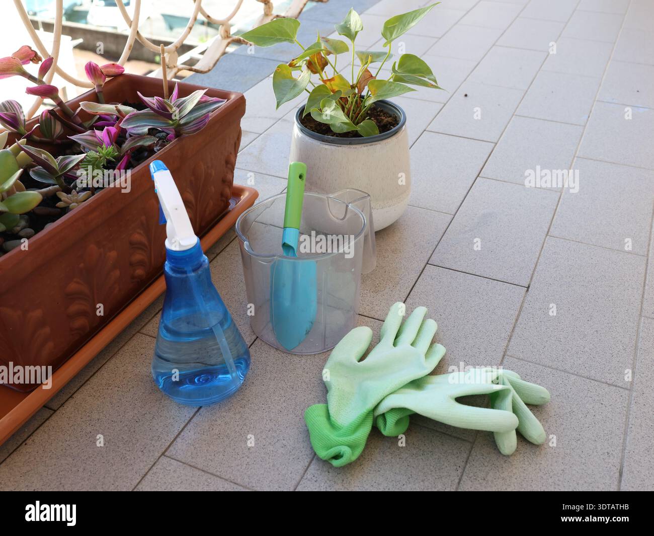 Cura delle piante da interno a casa sul balcone. Fiori in vaso. Attrezzi, guanti e natura. Foto Stock