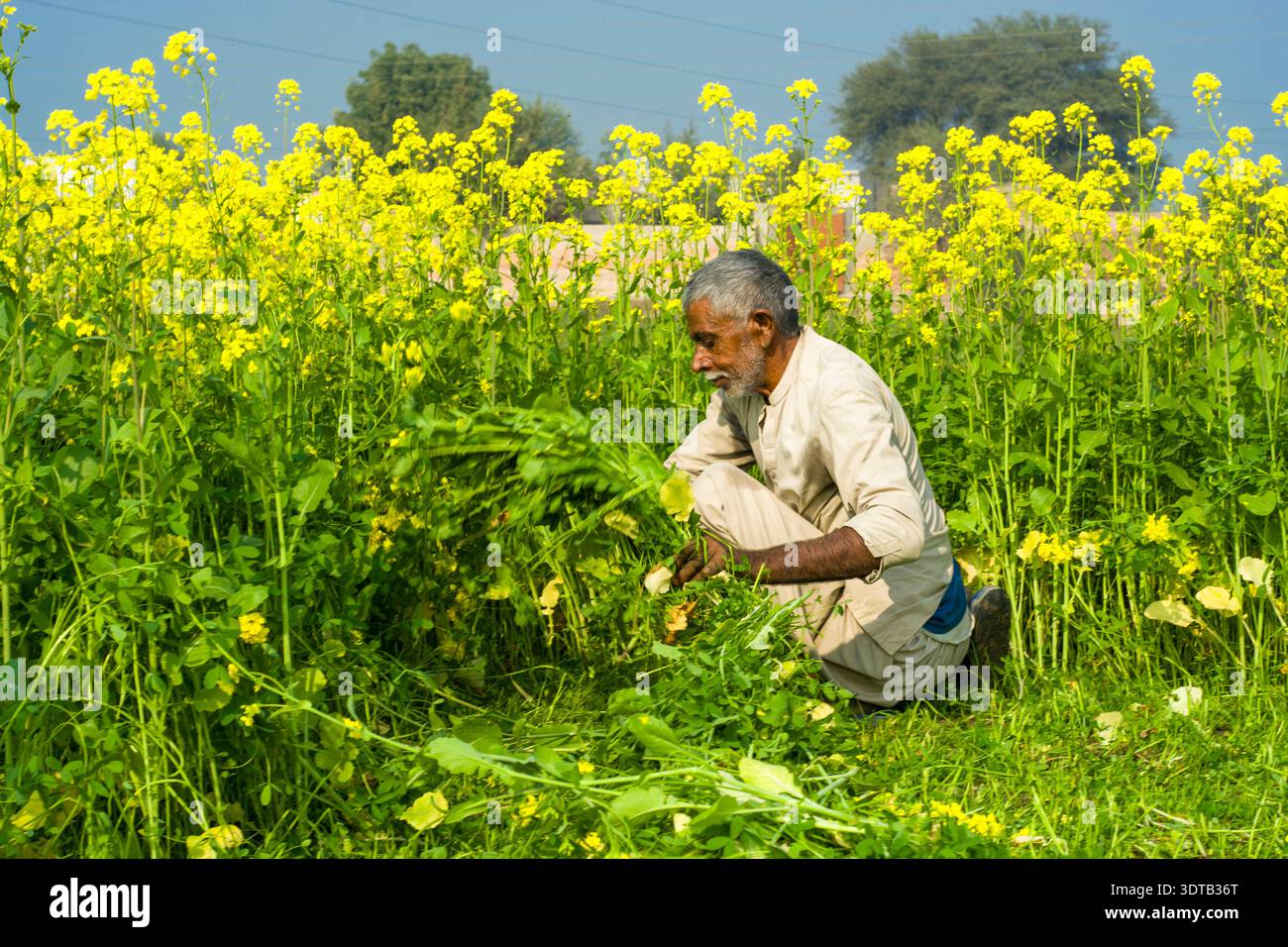 Jhang, Punjab, Pakistan - 25 dicembre 2025: Un contadino che taglia foraggi verdi in un campo di senape in fiore mentre prepara i mangimi per il suo bestiame Foto Stock