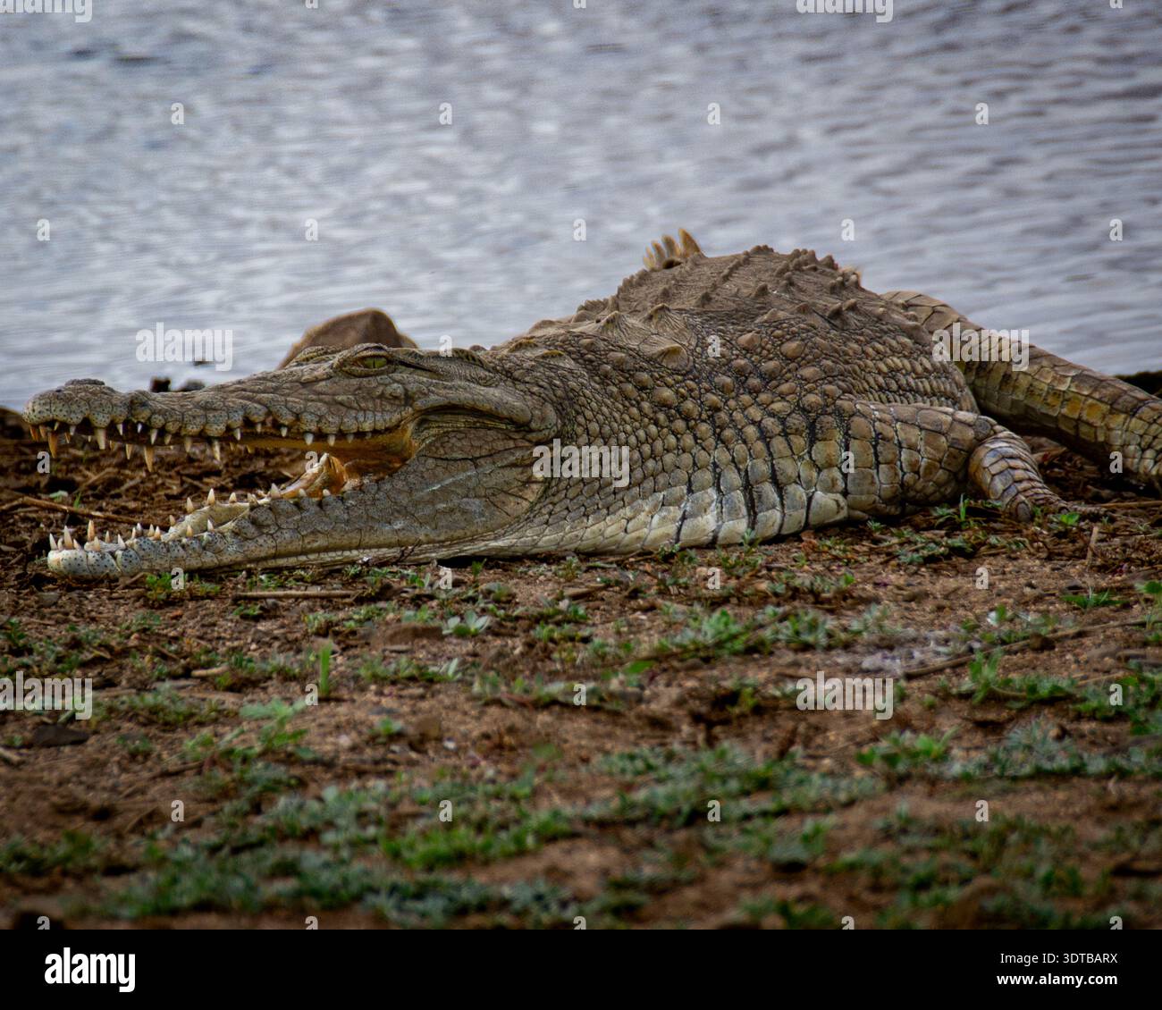 Coccodrillo del Nilo che riposa su Riverbank Foto Stock