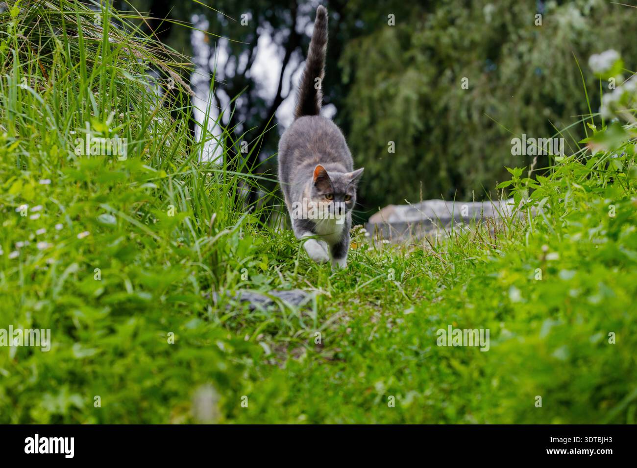 Una tartaruga e un gatto grigio con zampe bianche e petto si muove con cautela attraverso la lussureggiante vegetazione verde all'aperto Foto Stock