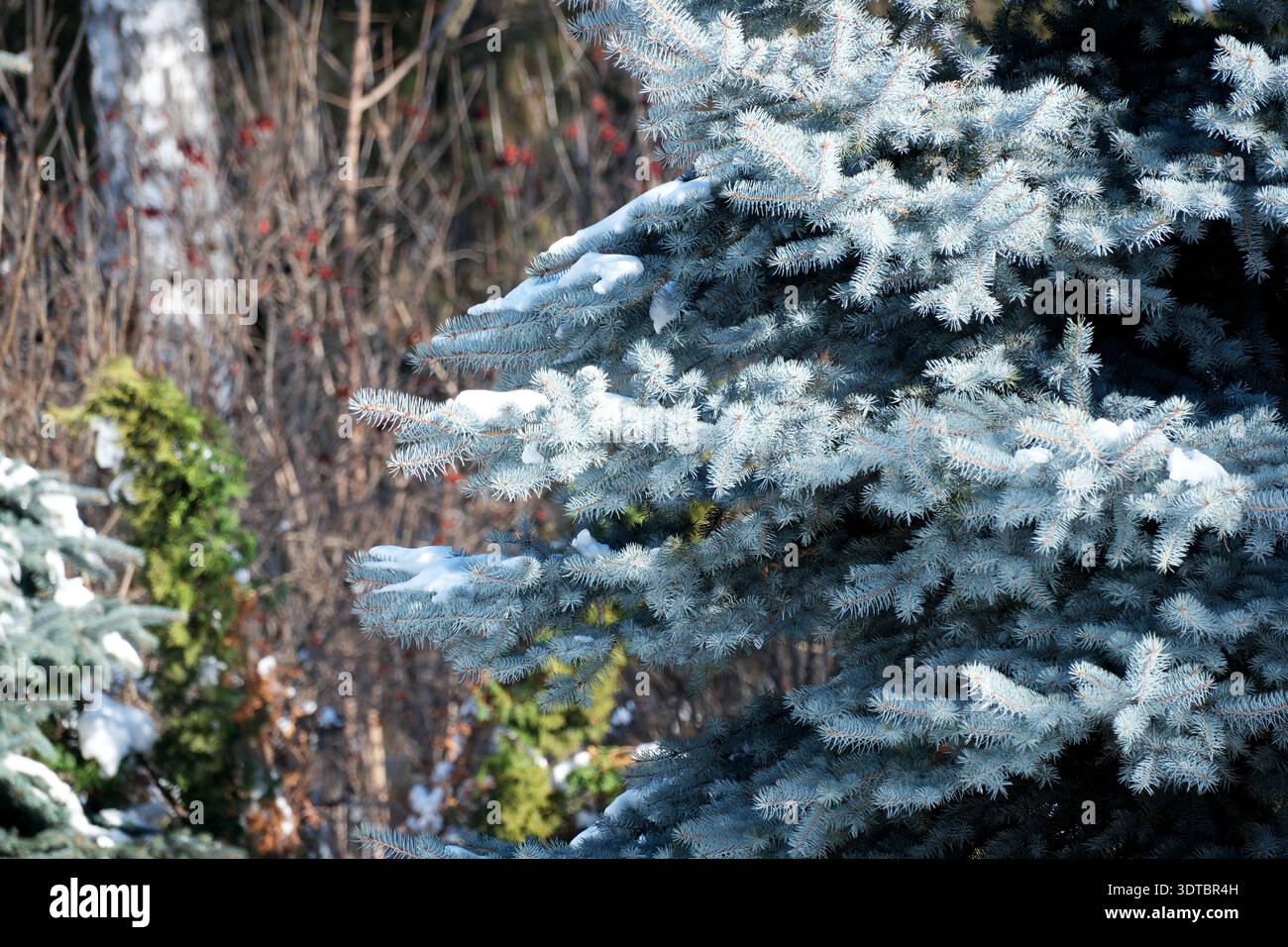 I rami di abete verde-blu brillante spolverati di neve fresca creano un ambiente invernale tranquillo. Foto Stock