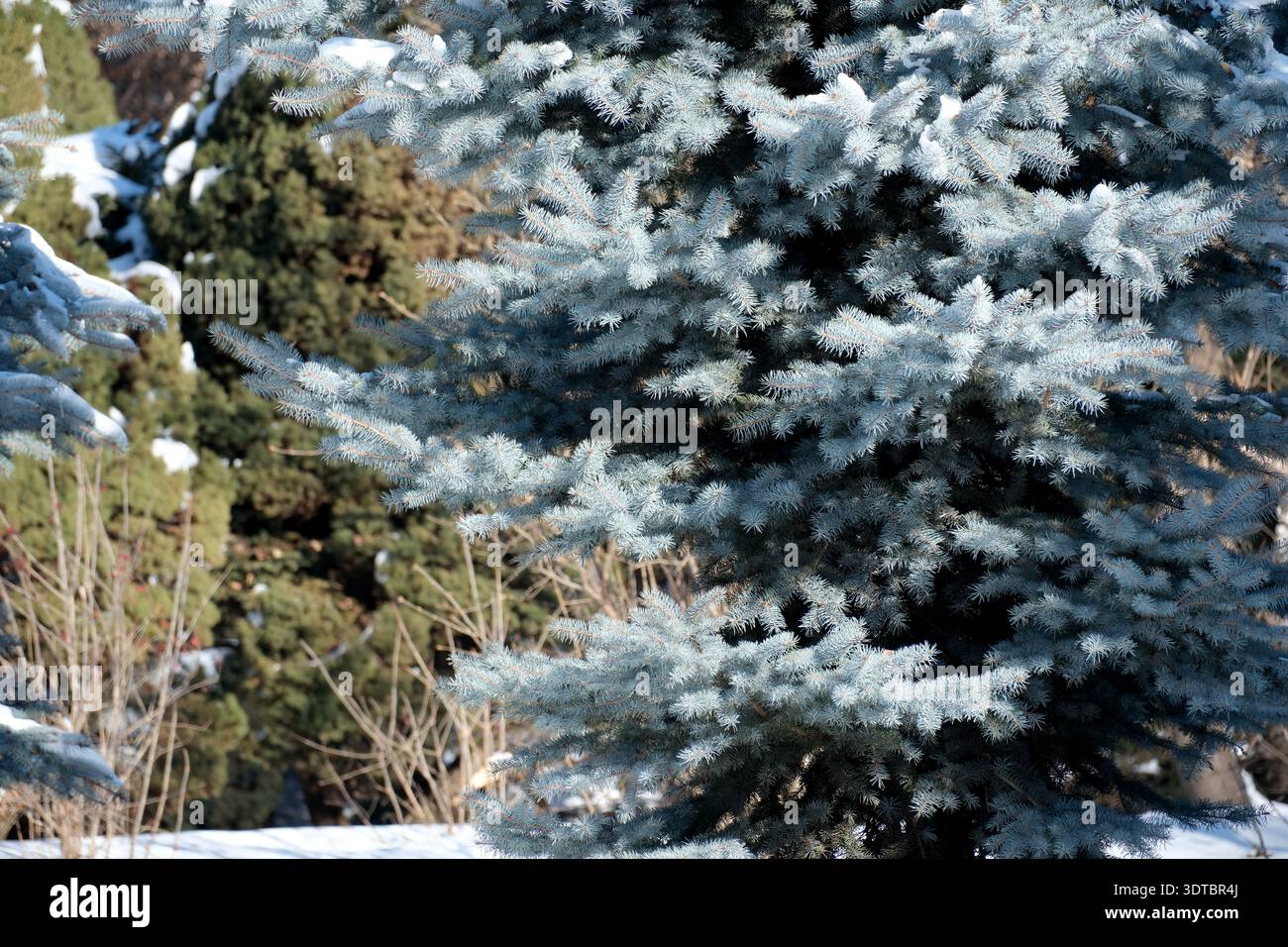 I rami innevati brillano alla luce del sole su una tranquilla scena invernale. Foto Stock