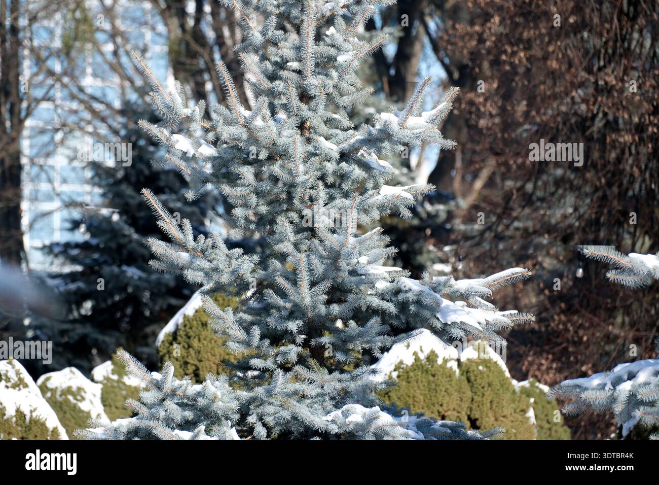 Il gelo ricopre gli alberi sempreverdi, brillando brillantemente sotto l'abbraccio del sole invernale. Foto Stock