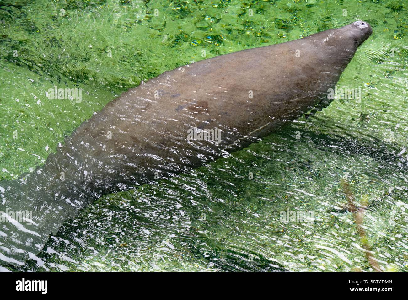 Esposizione di lamantini dell'India occidentale (Trichechus manatus) in Blue Spring Run al Blue Spring state Park nella contea di Volusia, Florida. (USA) Foto Stock