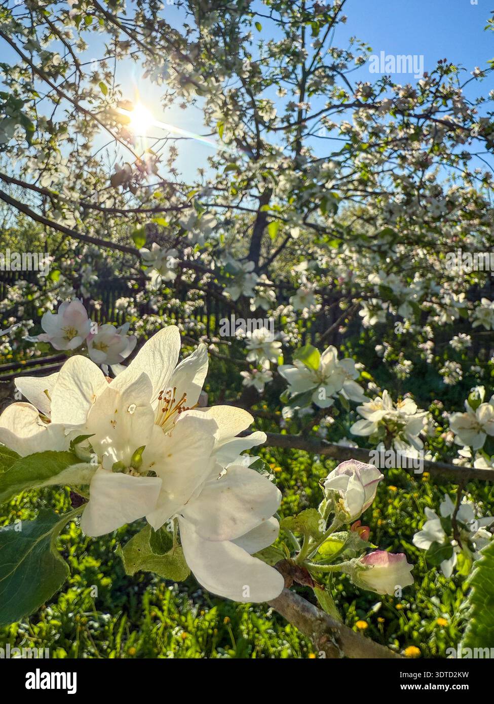 L'albero di mela che fiorisce in giardino con sole luminoso Foto Stock