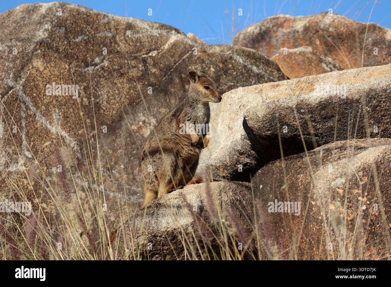 Rock Wallaby canguro animale in piedi su una grande roccia nel Bush australiano Foto Stock