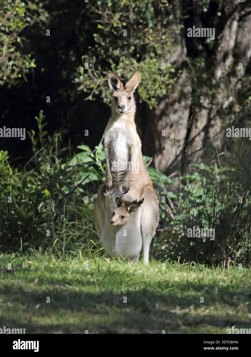 Canguro wallaby che porta una joey nella sua borsa nel Bush australiano Foto Stock