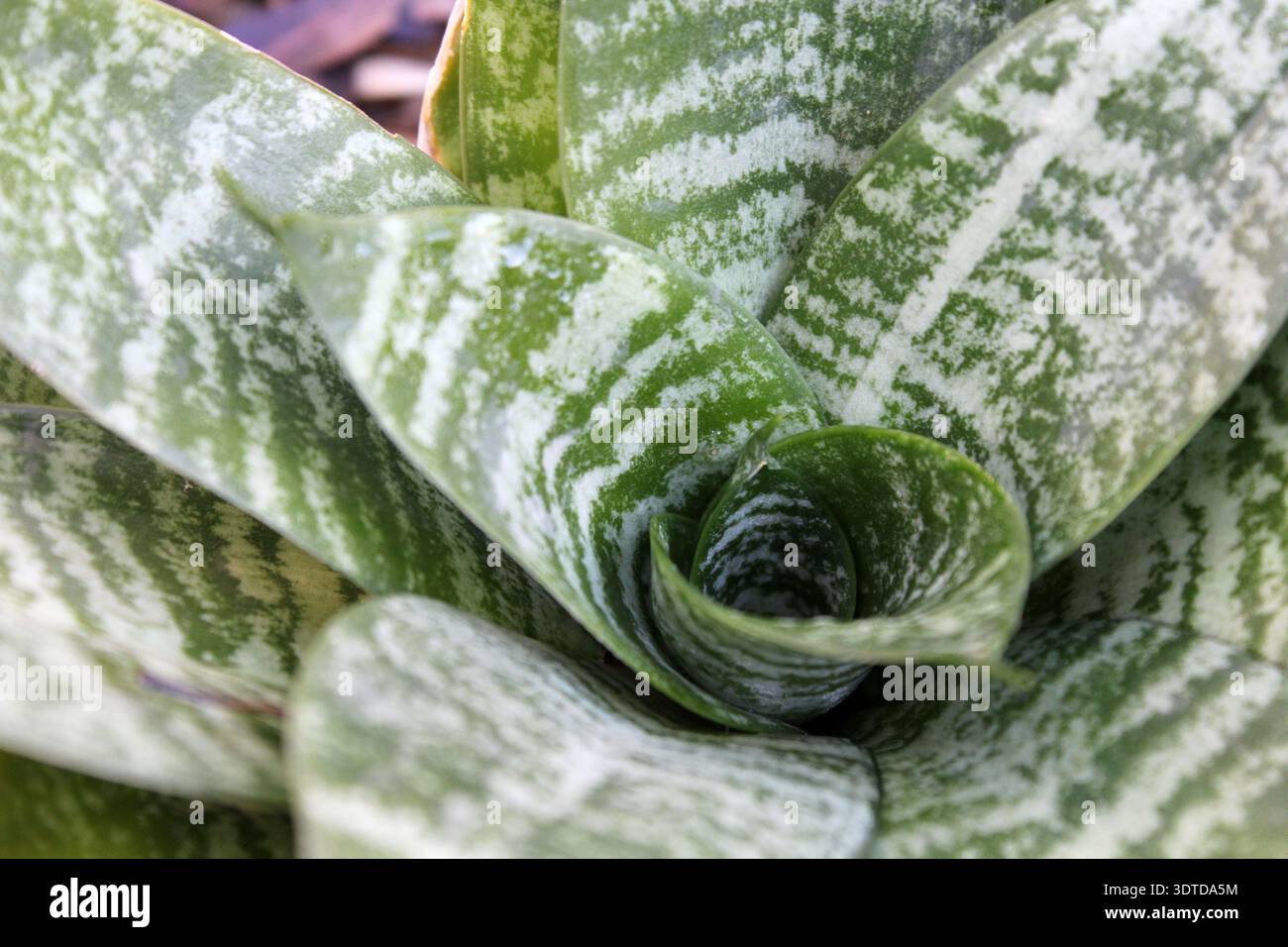 Primo piano di una pianta di bromeliade verde e bianca in un giardino Foto Stock